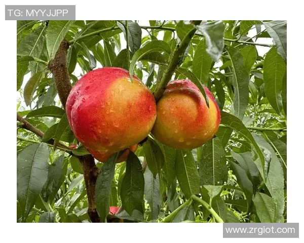 果园之美：探寻四季更迭中的自然奇观与生态之韵